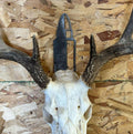 European Skull Mounts Bundle finished metal example